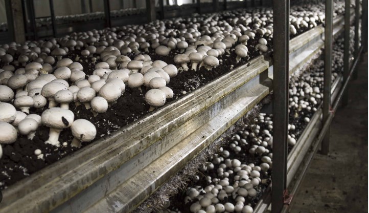 Reasi gets Rs 42 Crore project for promotion of round the year Mushroom Cultivation