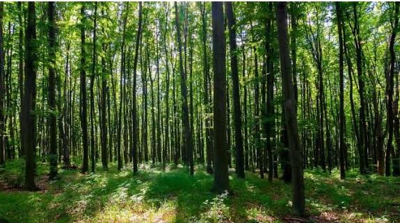Govt sets out framework for simultaneous protection of forests, tribal rights; mandates strict compliance with Forest Rights Act, 2006: Javed Rana