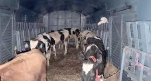 DM Jammu imposes ban on transportation of bovines